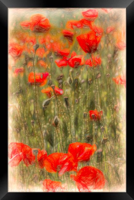 Poppy Summer Art Framed Print by David Pyatt