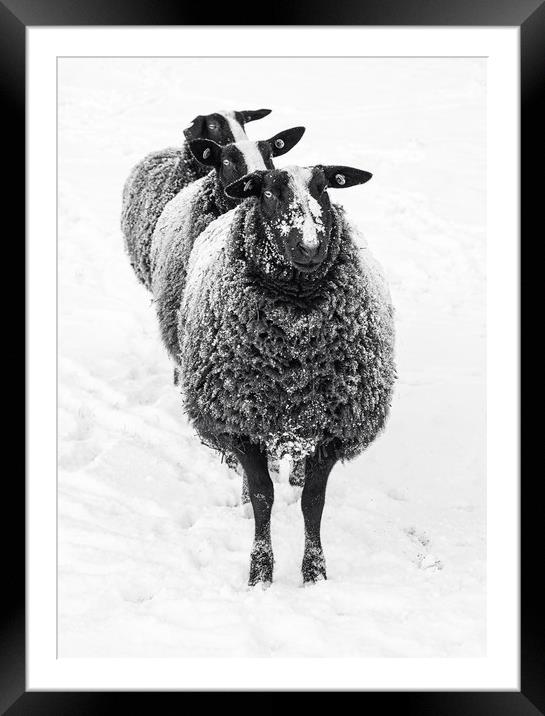 We 3 Sheep Framed Mounted Print by Michael Houghton