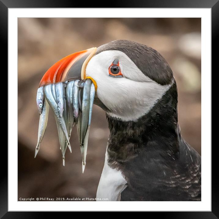 North Atlantic Puffin with sand eels Framed Mounted Print by Phil Reay