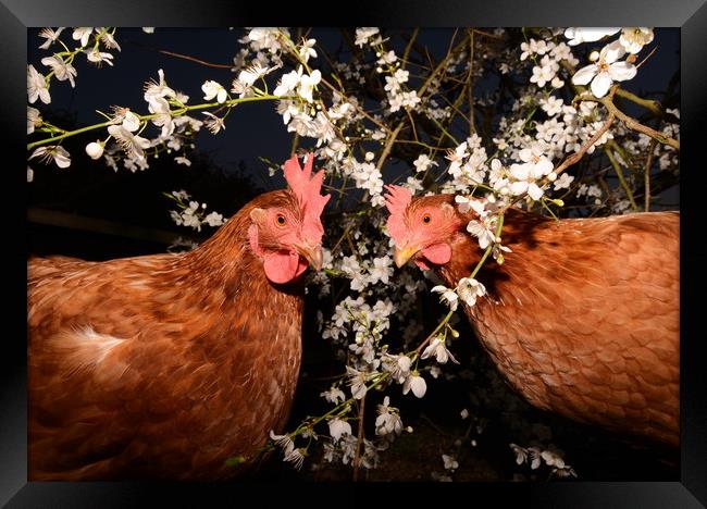 Spring Chickens Framed Print by David Neighbour