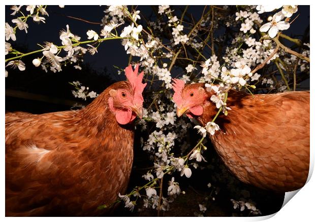 Spring Chickens Print by David Neighbour