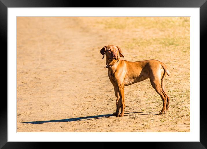 A Hungarian Vizsla on Holkham beach Framed Mounted Print by Andrew Michael