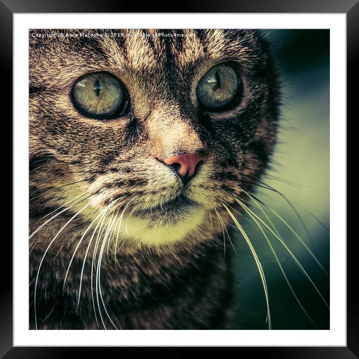 Cat Concentration Framed Mounted Print by Anne Macdonald