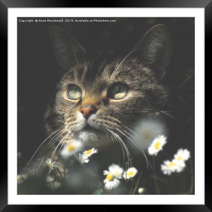 Mosey Among The Daisies Framed Mounted Print by Anne Macdonald