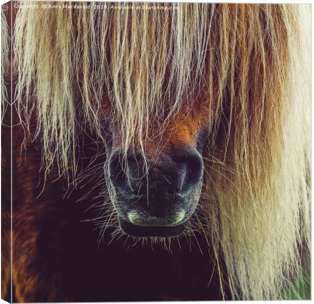 Shetland Pony In Close Up Canvas Print by Anne Macdonald