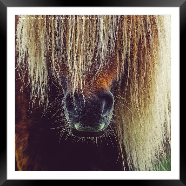 Shetland Pony In Close Up Framed Mounted Print by Anne Macdonald