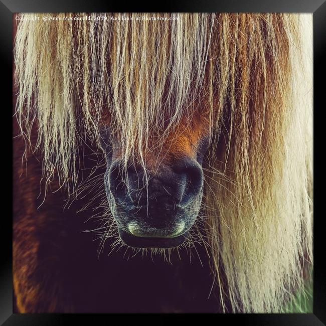Shetland Pony In Close Up Framed Print by Anne Macdonald