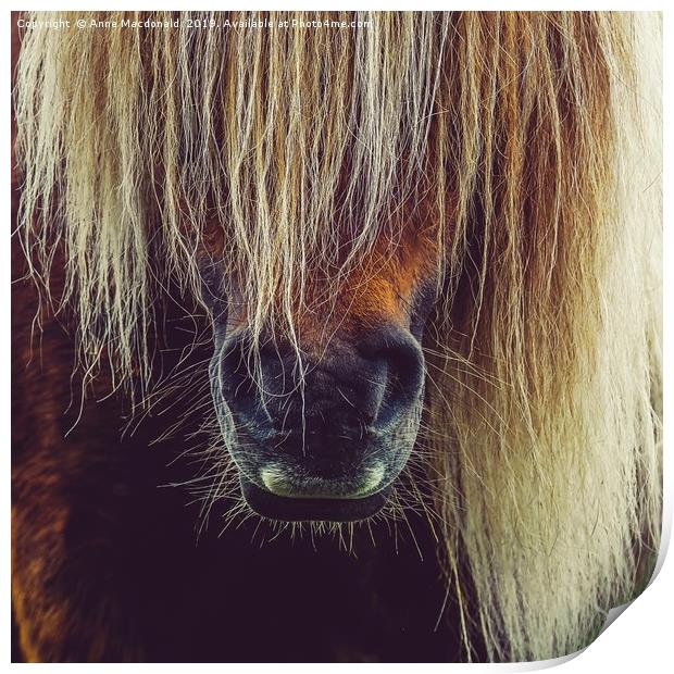 Shetland Pony In Close Up Print by Anne Macdonald