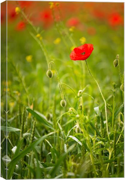Red Poppy Canvas Print by Paul Andrews