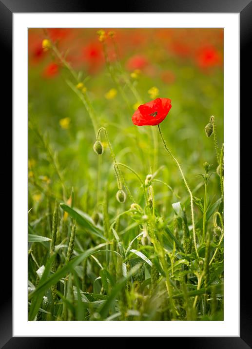 Red Poppy Framed Mounted Print by Paul Andrews