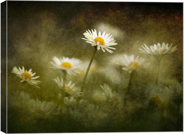 Daisies Giving A Heads Up Canvas Print by Anne Macdonald