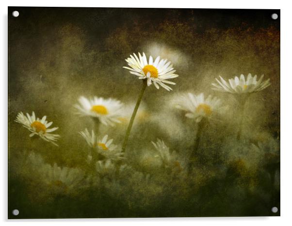 Daisies Giving A Heads Up Acrylic by Anne Macdonald