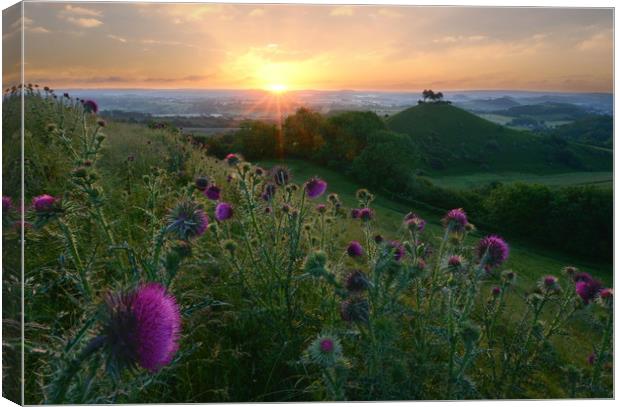 Thistles of Quarry Hill Canvas Print by David Neighbour