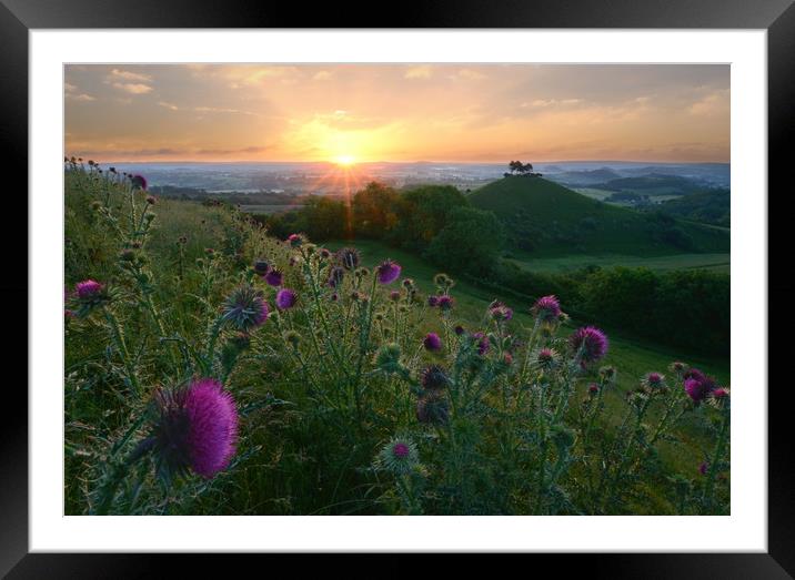 Thistles of Quarry Hill Framed Mounted Print by David Neighbour