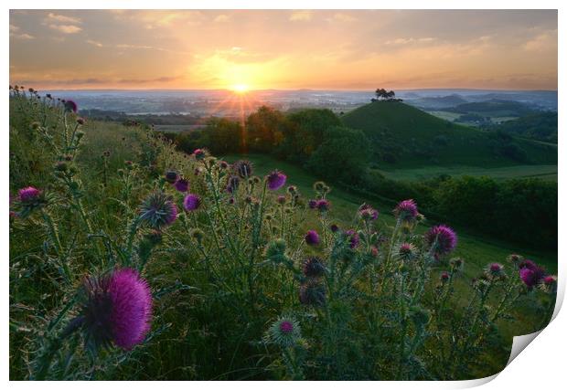 Thistles of Quarry Hill Print by David Neighbour