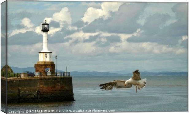 "Coming in to land" Canvas Print by ROS RIDLEY