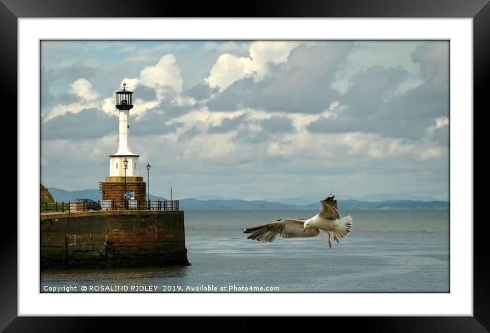 "Coming in to land" Framed Mounted Print by ROS RIDLEY