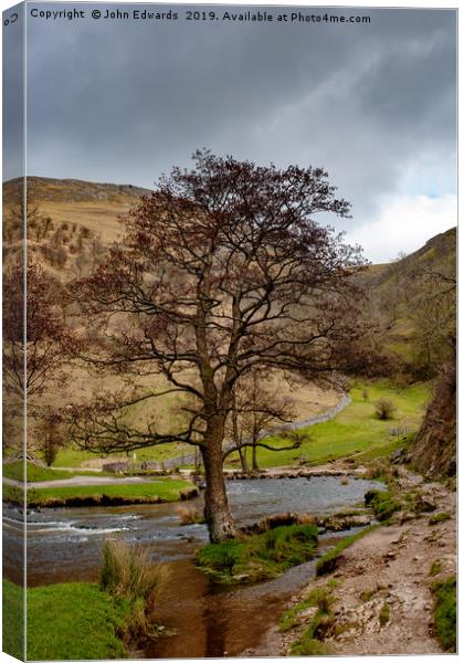 The Tree in the Dove Canvas Print by John Edwards