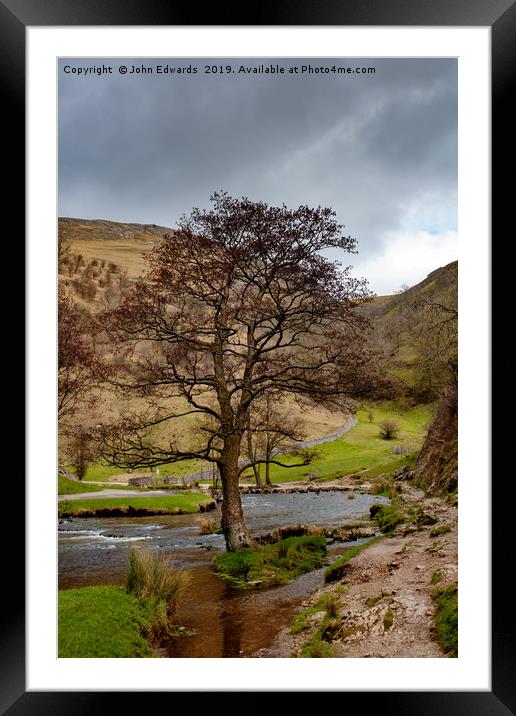 The Tree in the Dove Framed Mounted Print by John Edwards
