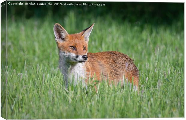 Alert fox Canvas Print by Alan Tunnicliffe