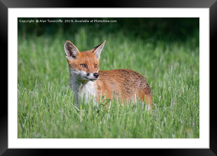 Alert fox Framed Mounted Print by Alan Tunnicliffe