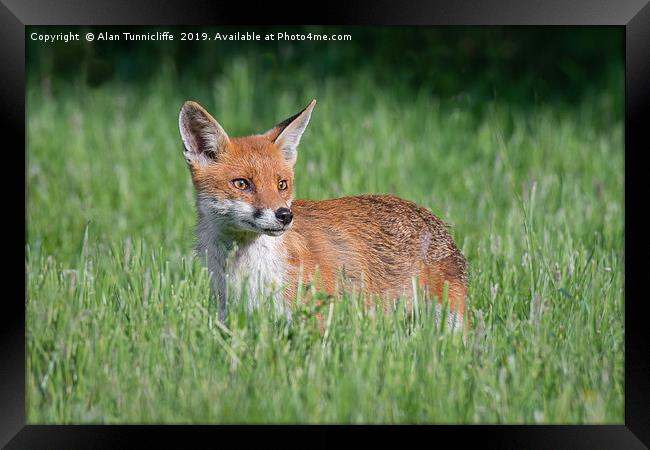 Alert fox Framed Print by Alan Tunnicliffe