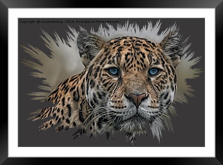 Blue Eyed Jaguar Framed Mounted Print by rawshutterbug 