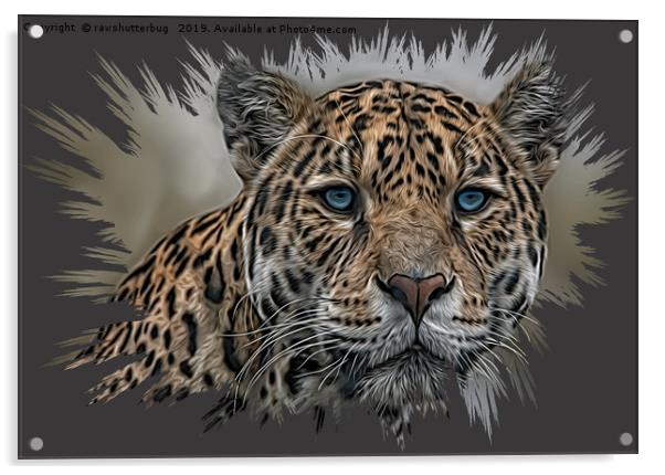 Blue Eyed Jaguar Acrylic by rawshutterbug 