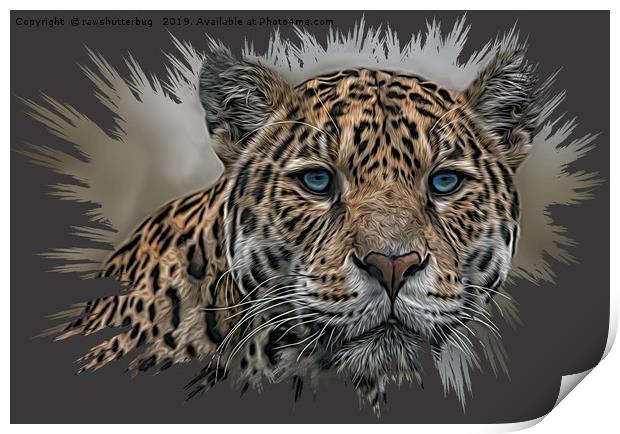 Blue Eyed Jaguar Print by rawshutterbug 