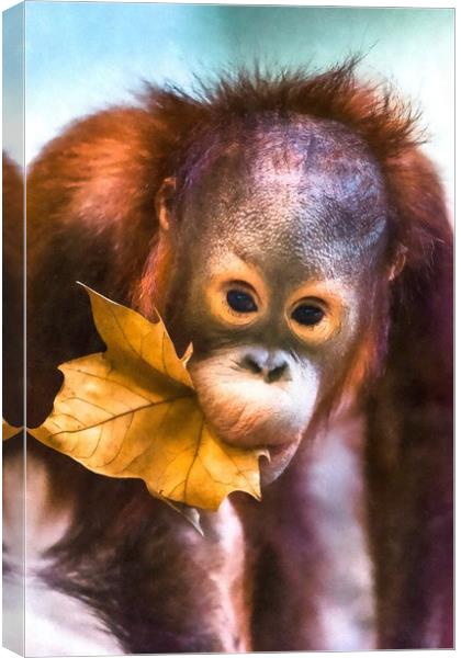 Cute baby orangutan Canvas Print by Andrew Michael
