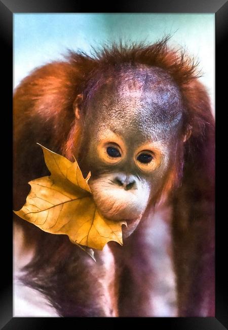 Cute baby orangutan Framed Print by Andrew Michael