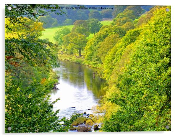 The River Wharfe Bolton Abbey - 2 Acrylic by Colin Williams Photography