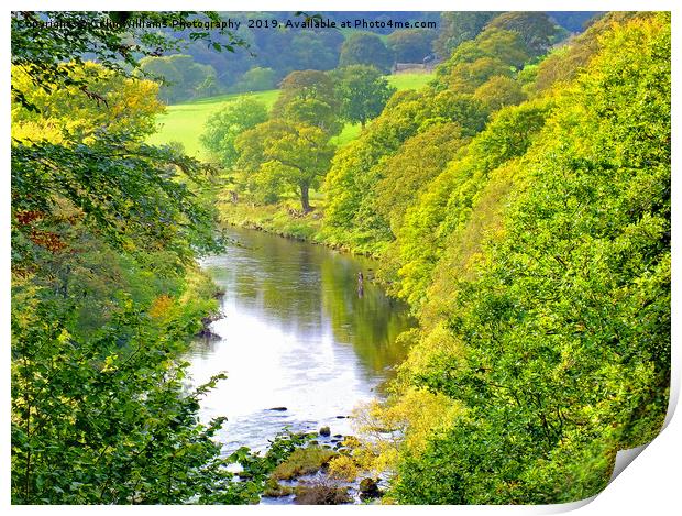 The River Wharfe Bolton Abbey - 2 Print by Colin Williams Photography