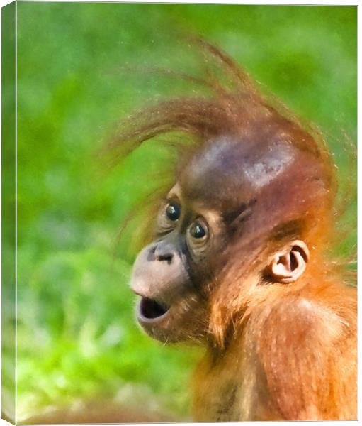 Baby Orangutan looks on in wonder  Canvas Print by Andrew Michael