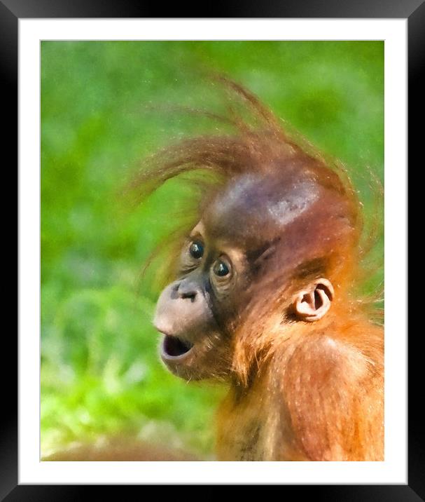 Baby Orangutan looks on in wonder  Framed Mounted Print by Andrew Michael