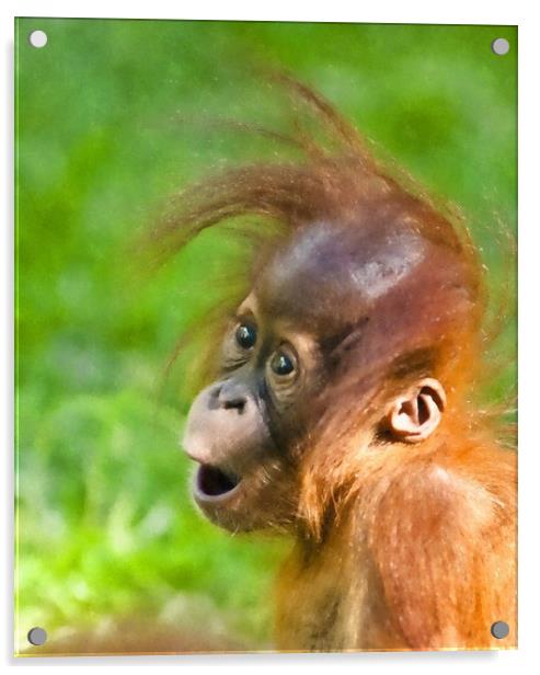 Baby Orangutan looks on in wonder  Acrylic by Andrew Michael