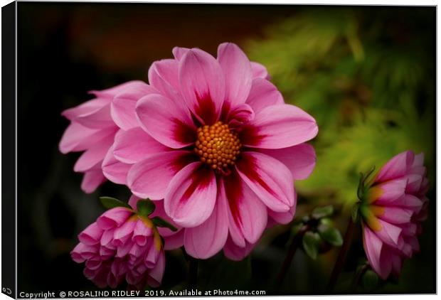 "Pink Dahlias" Canvas Print by ROS RIDLEY