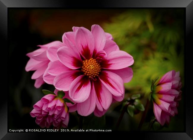 "Pink Dahlias" Framed Print by ROS RIDLEY