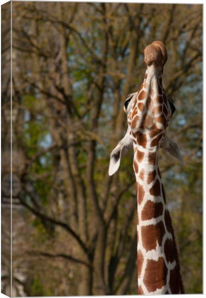 Giraffe stretching up high Canvas Print by Andrew Michael