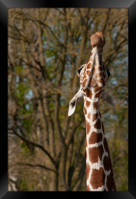 Giraffe stretching up high Framed Print by Andrew Michael