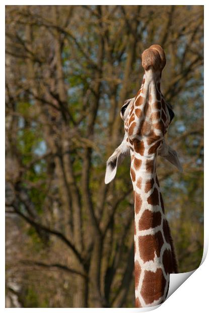 Giraffe stretching up high Print by Andrew Michael