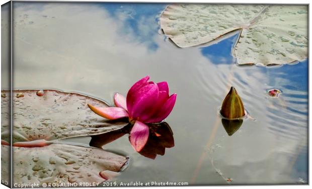 "Blue sky reflections at the lily pond" Canvas Print by ROS RIDLEY