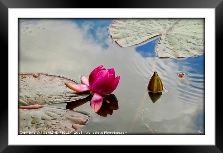 "Blue sky reflections at the lily pond" Framed Mounted Print by ROS RIDLEY