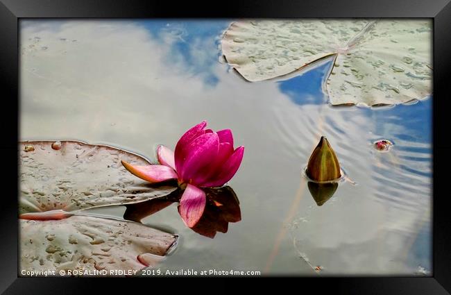 "Blue sky reflections at the lily pond" Framed Print by ROS RIDLEY