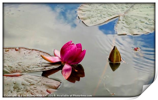 "Blue sky reflections at the lily pond" Print by ROS RIDLEY