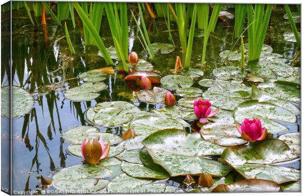 "Raindrops on lily pads" Canvas Print by ROS RIDLEY