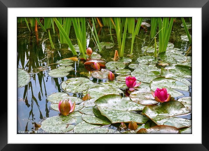 "Raindrops on lily pads" Framed Mounted Print by ROS RIDLEY