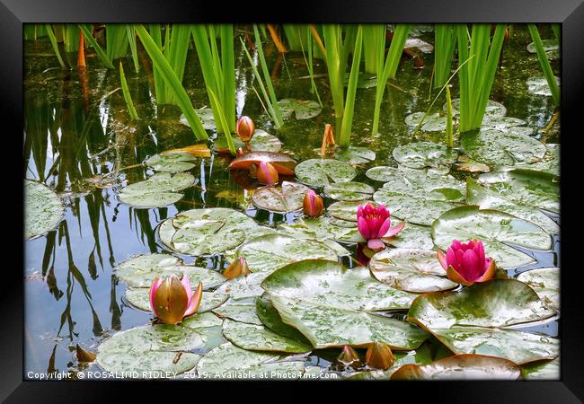 "Raindrops on lily pads" Framed Print by ROS RIDLEY