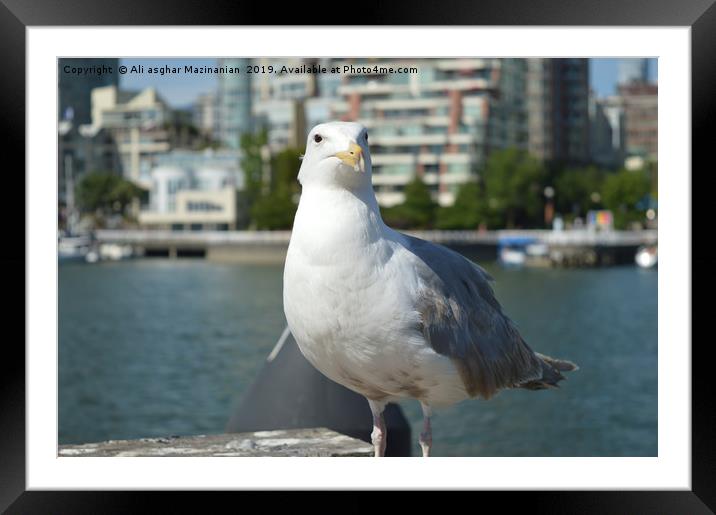 Seagull, Framed Mounted Print by Ali asghar Mazinanian