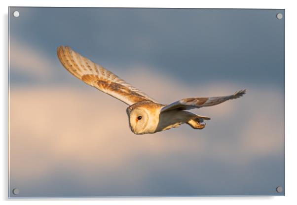 Barn Owl Acrylic by Andrew Scott
